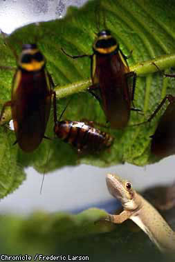 Hungry Geckos